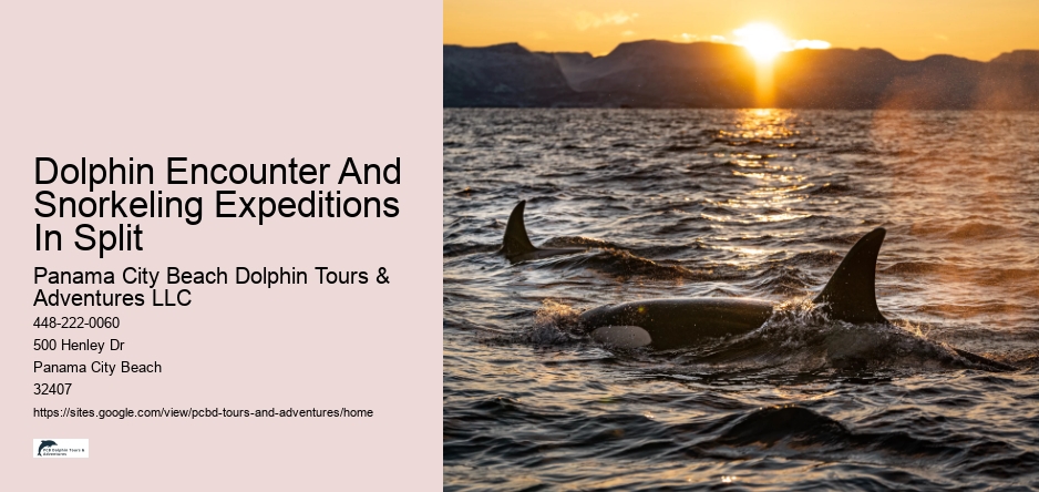 Dolphin Encounter And Snorkeling Expeditions In Split