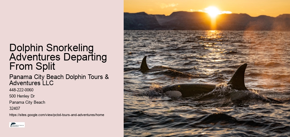 Dolphin Snorkeling Adventures Departing From Split