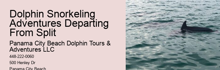 Split Snorkel And Swim With Dolphins Experiences