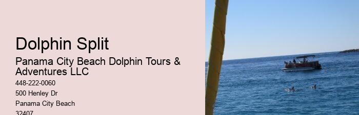 Luxury Dolphin Safari and Snorkeling Tours