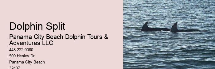 2 Hours Private Dolphin Tour