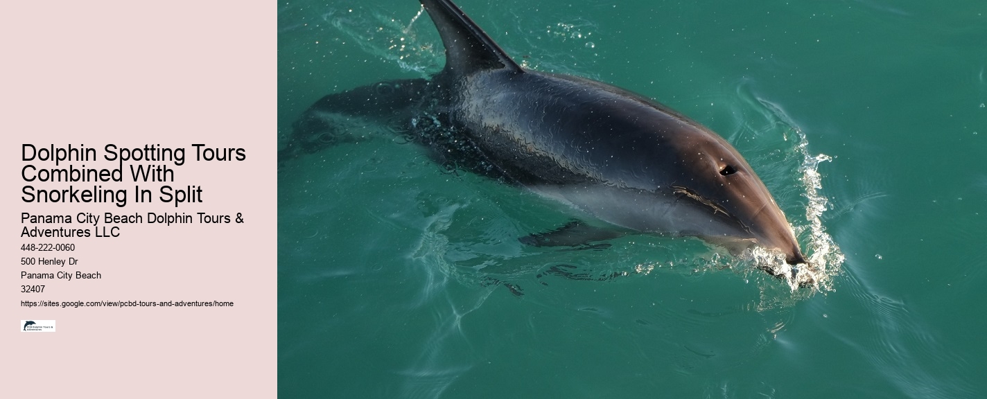 Before Your Tour - Dolphin Encounter