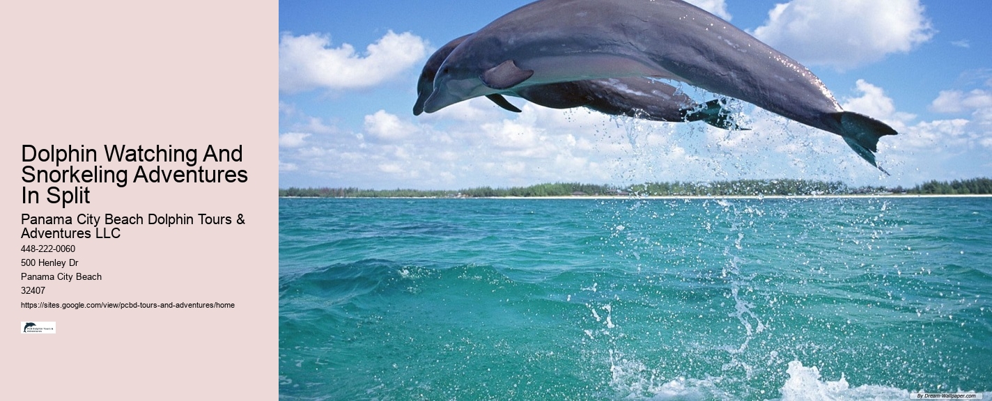 Guided Dolphin Encounter with Snorkeling