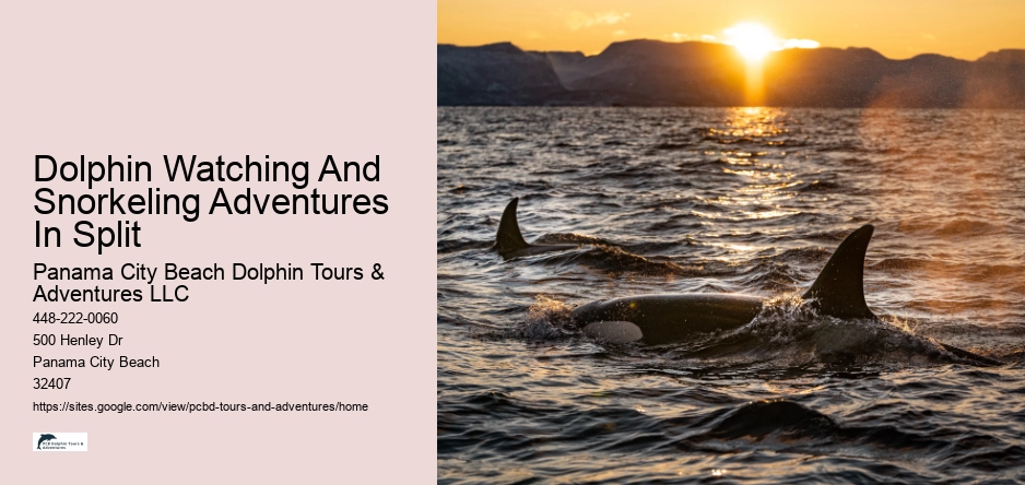 Dolphin Watching And Snorkeling Adventures In Split