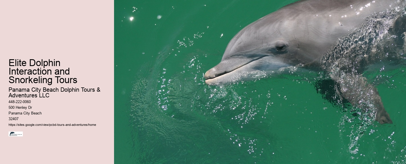 What To Do If A Dolphin Is Stranded On A Beach