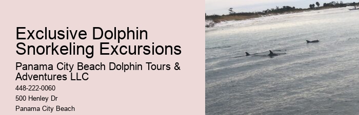 Dolphin And Snorkeling Combo Tours Departing From Split