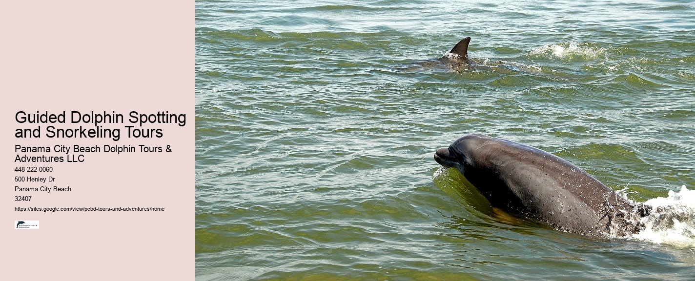 Dolphin sightseeing adventures in Panama City Beach