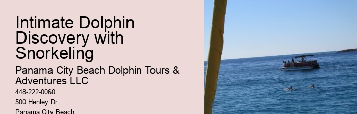 Which Beach Is Best For Dolphin Cruise