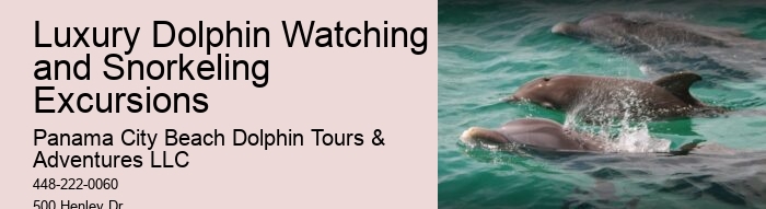 Elite Dolphin Spotting and Snorkeling Tours