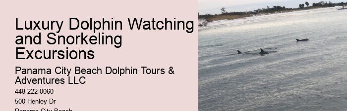 Guidelines For Interaction With Wild Dolphins In Florida