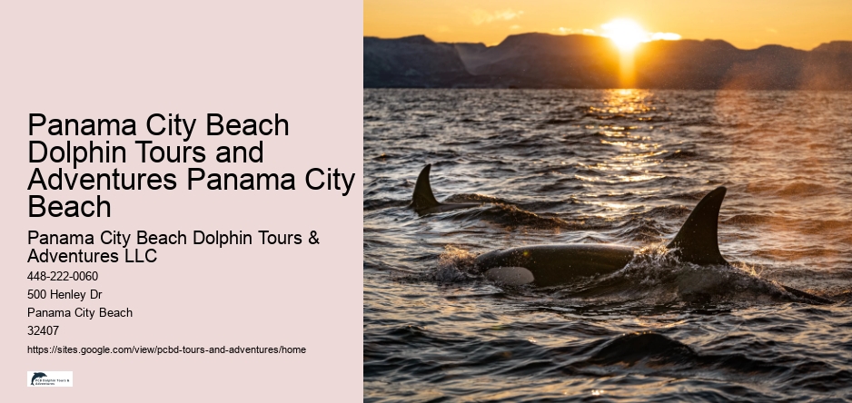 Panama City Beach Dolphin Tours and Adventures Panama City Beach