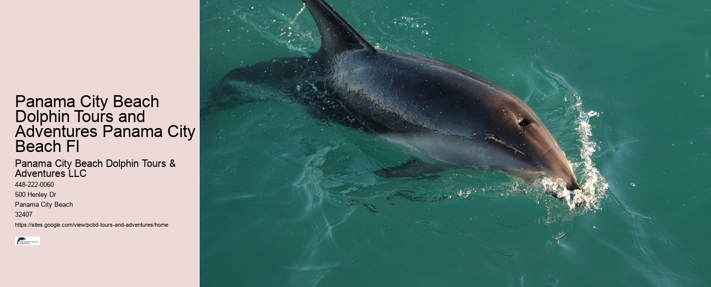 Panama City Beach Catamaran Snorkel Dolphin Swim Cruise