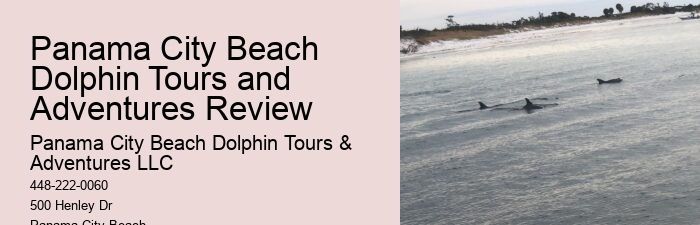 Eco Dolphin Tours