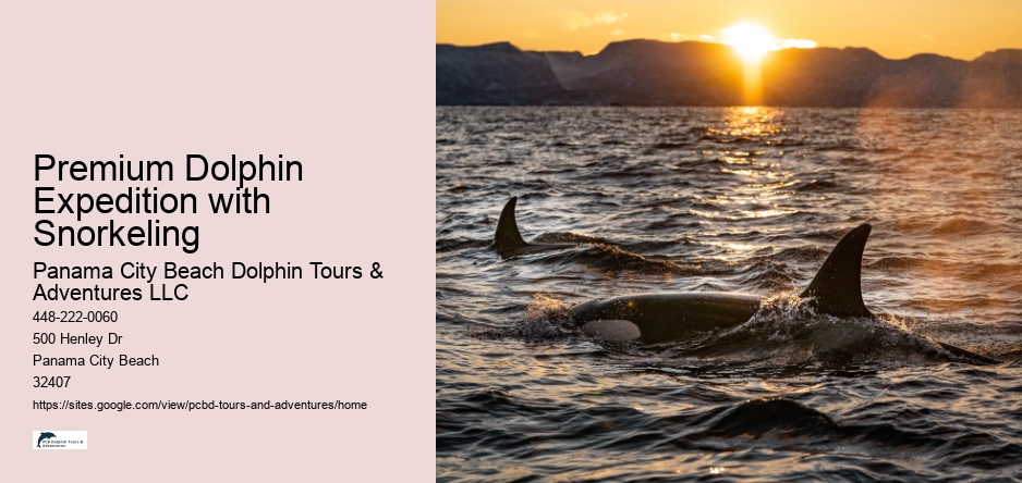 Premium Dolphin Expedition with Snorkeling