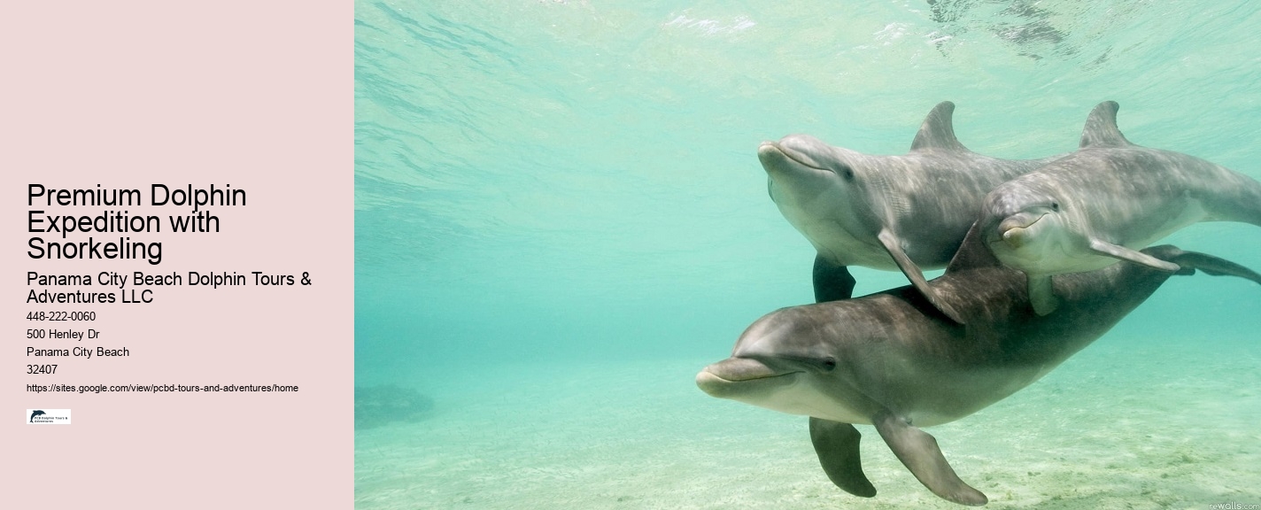 Dolphin watching trips at Panama City Beach