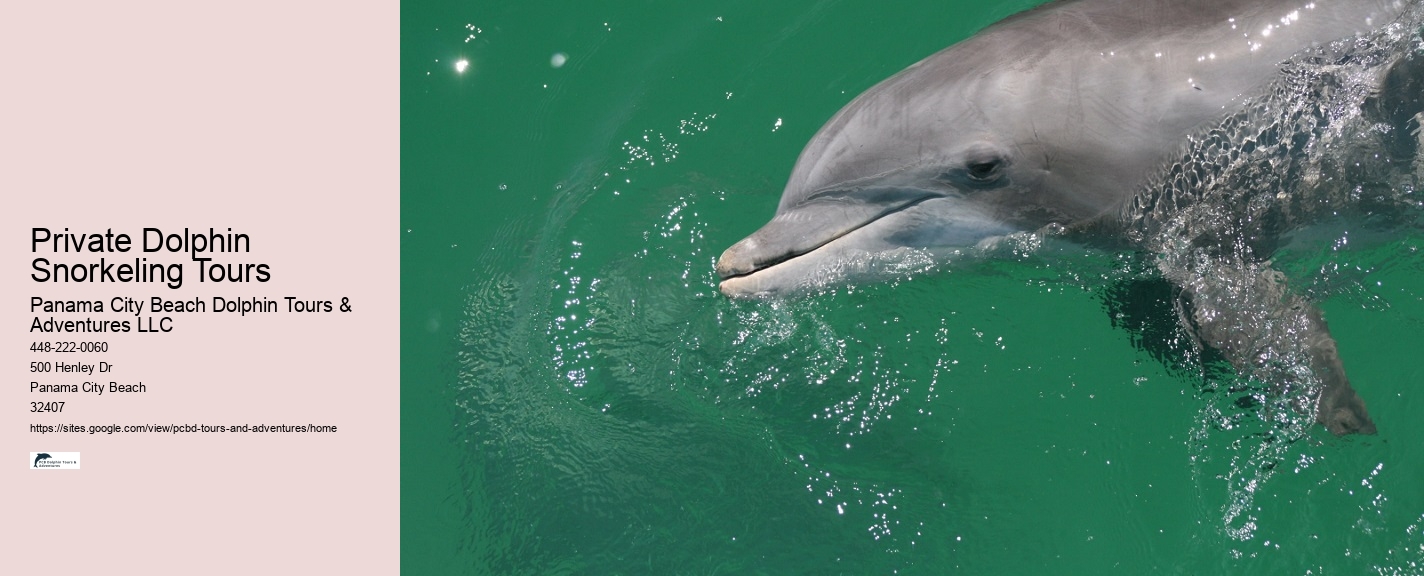 Split Small-group Guided Dolphin And Snorkeling Tours