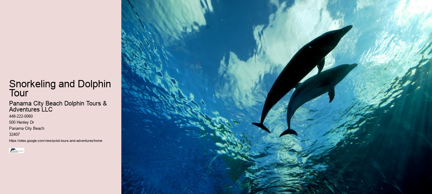 Individual Dolphin Encounter and Snorkeling Tours