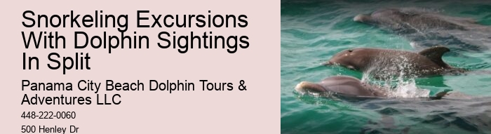 Dolphin Snorkeling Tours