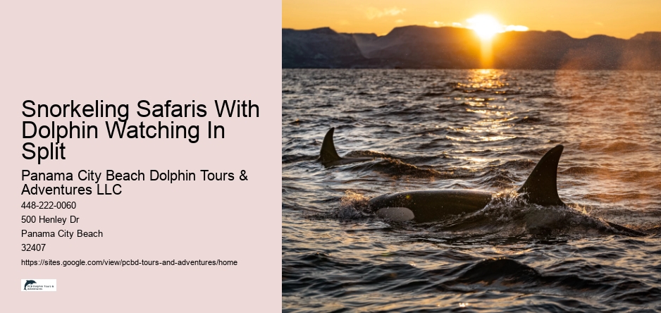 Snorkeling Safaris With Dolphin Watching In Split