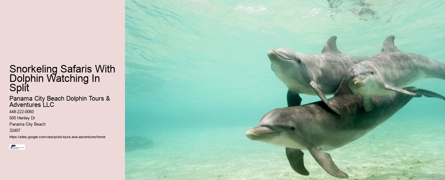 Split Underwater Photography Tours With Dolphin And Snorkeling