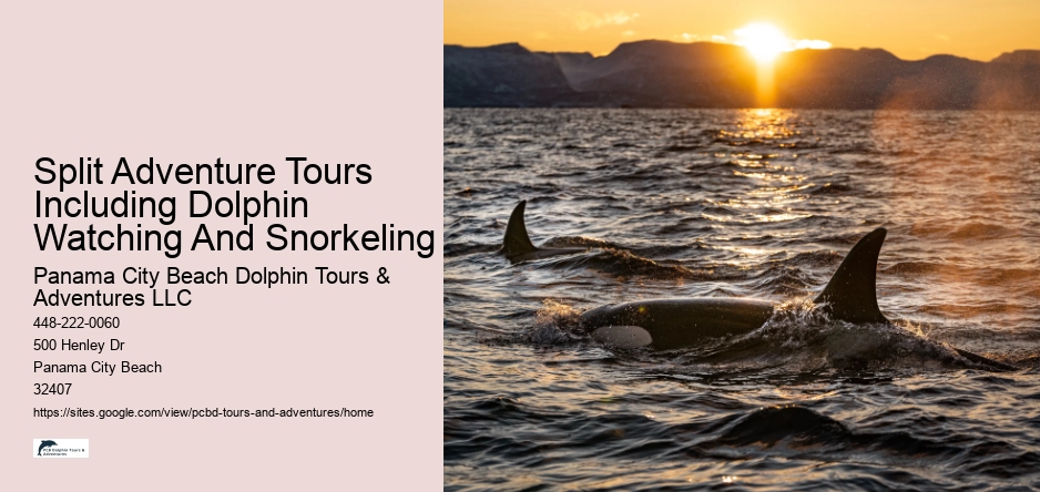 Split Adventure Tours Including Dolphin Watching And Snorkeling