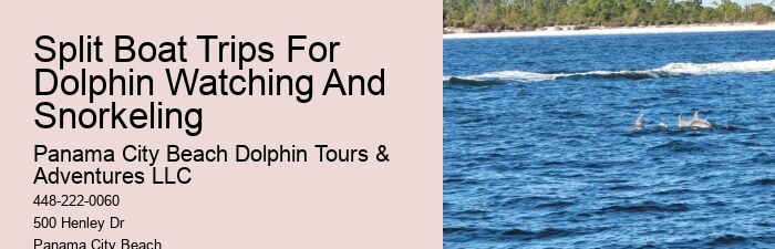 Dolphin And Snorkeling Tours In Split