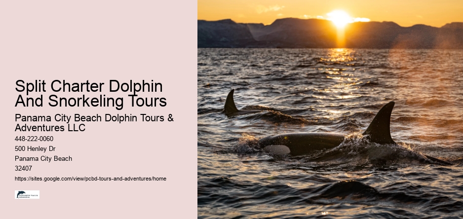 Split Charter Dolphin And Snorkeling Tours