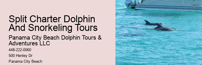 Elite Dolphin Interaction and Snorkeling Tours