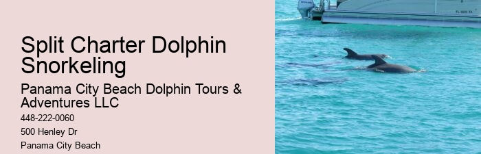 Intimate Dolphin Discovery with Snorkeling