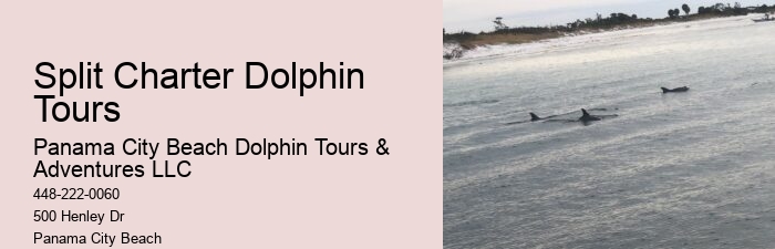 Diving With Dolphins