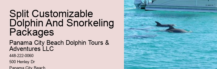 VIP Dolphin Spotting with Snorkeling