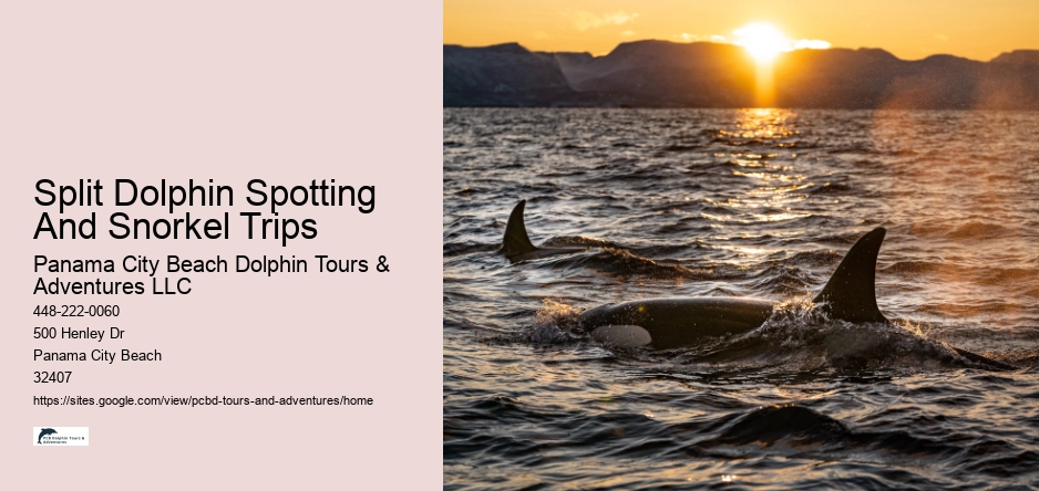 Split Dolphin Spotting And Snorkel Trips