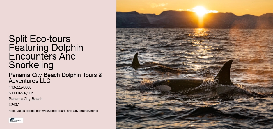 Split Eco-tours Featuring Dolphin Encounters And Snorkeling