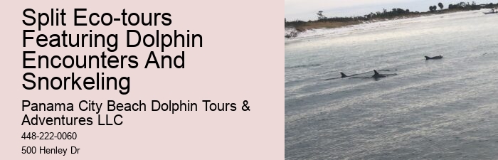 Wild Dolphin Tours Reviews