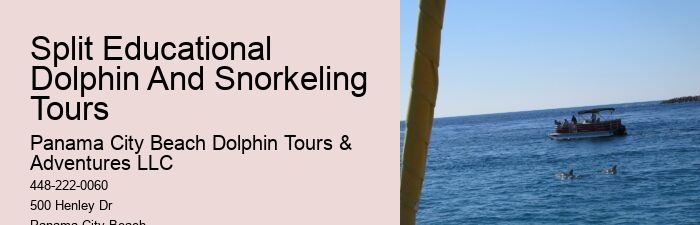 2Hrs Shared Charter Dolphin & Snorkeling Tour