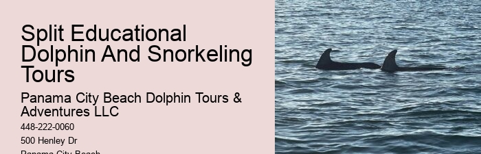 What Month Is Best For Dolphin Watching