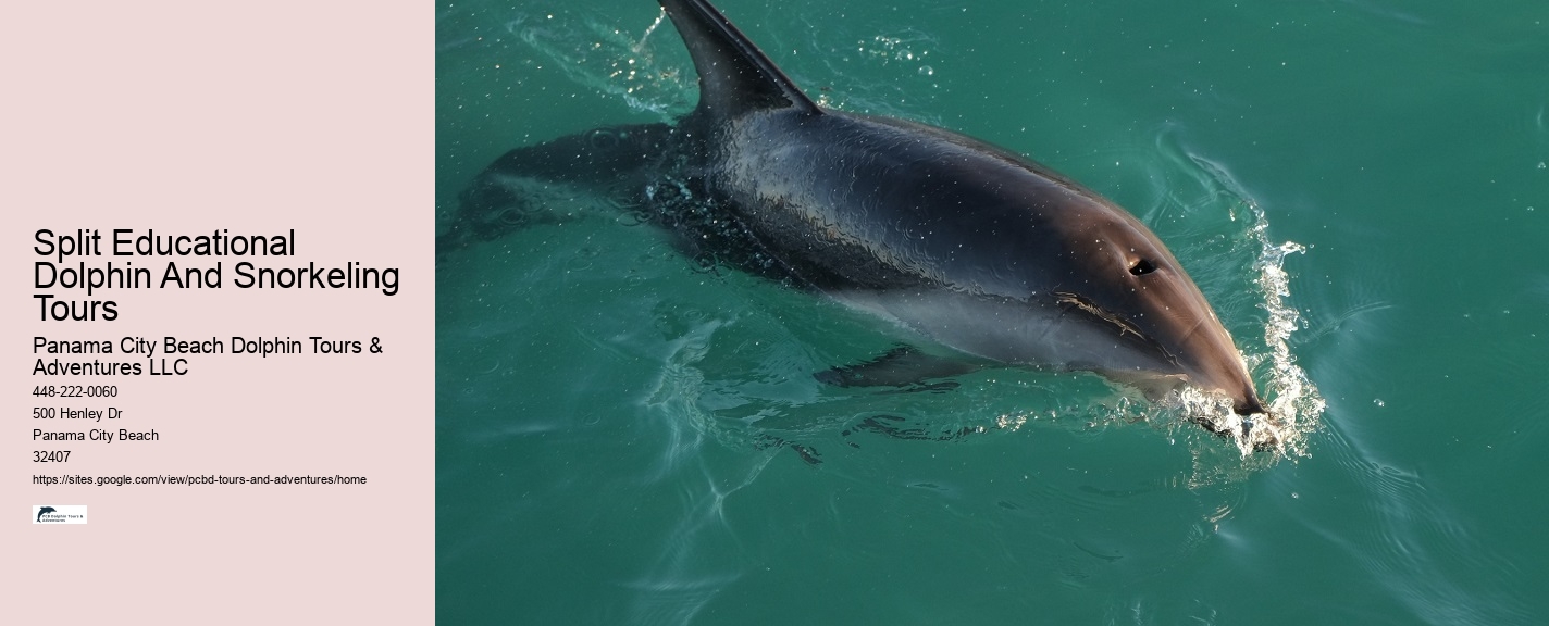 Panama City Beach Dolphin And Snorkel Tours