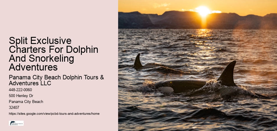 Split Exclusive Charters For Dolphin And Snorkeling Adventures