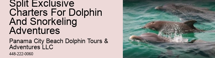 Dolphin Sightseeing Cruises in PCB