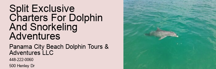 Dolphins In