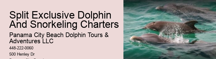 Dolphin Tour