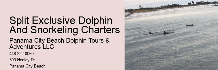 Panama City Beach dolphin watching adventures