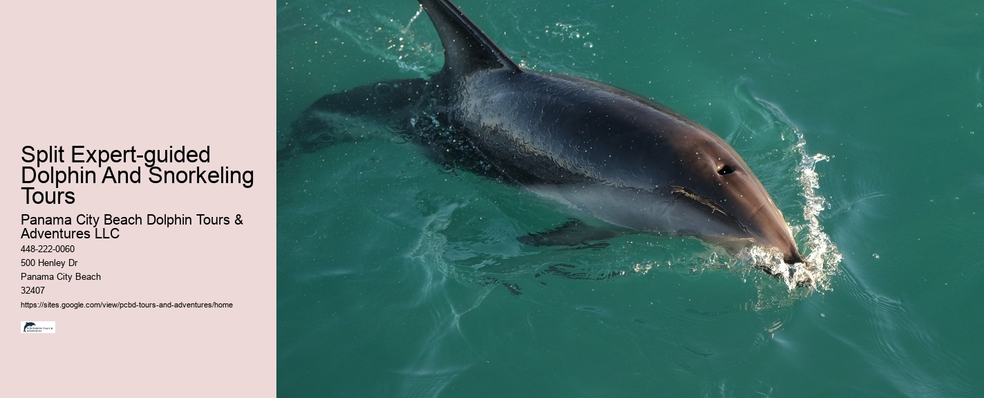 Will Dolphins Let You Touch Them