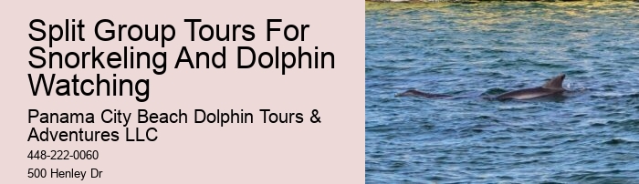 Dolphin watching excursions at Panama City Beach