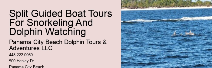 What To Know Before Swimming With Dolphins