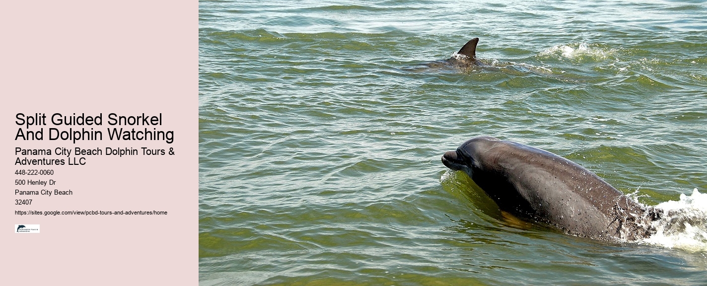 Can I take photos during the dolphin tour in Panama City Beach