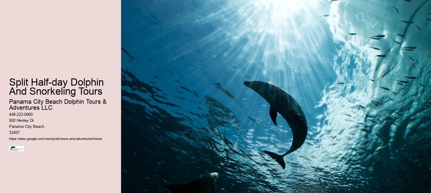 Panama City Beach Florida Dolphin Swim