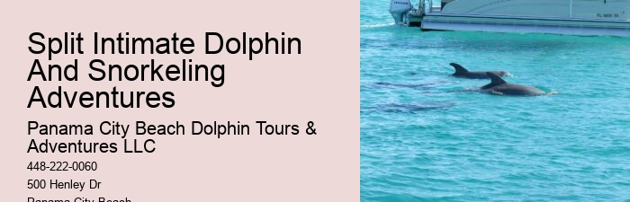 Dolphin Tours Near Panama City Beach