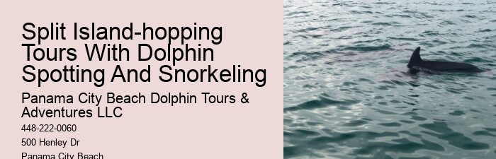 Premium Dolphin Expedition with Snorkeling