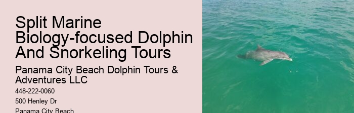 Exclusive Dolphin Watching and Snorkeling Adventures